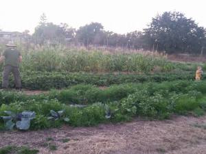 Late evening in late summer, picking strawberries