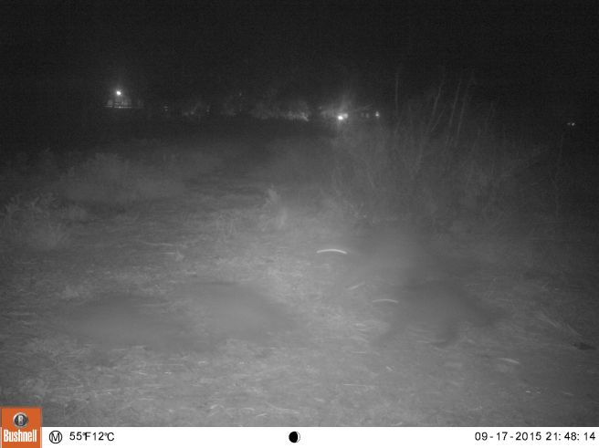 How many raccoons do you see