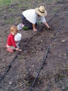 Planting spinach and strawberries