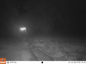 Raccoons hard at work