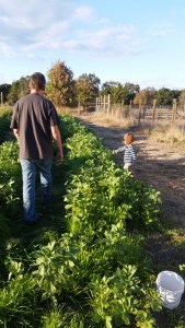 Z walks between the 2 beds while T picks a cabbage leaf on the other side of the bed of greens