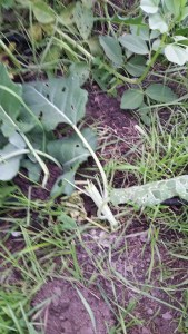 Plant that was chewed off about 5 inches above the ground