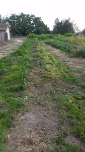 Area next to the eastmost greens after mowing and raking