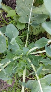 Tiny Waltham broccoli head