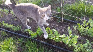Grey kitty in the peas