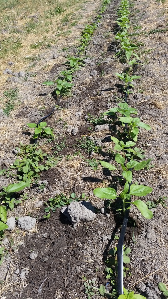 Sunflowers that I planted 2 weeks ago
