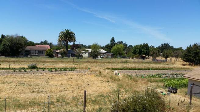 Partial garden view from above