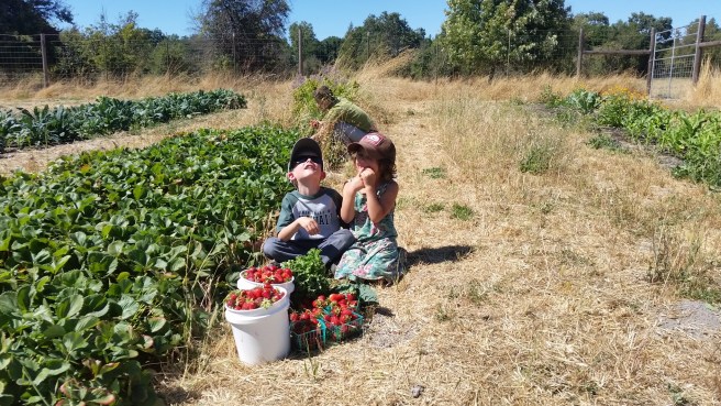 Nearly 3 gallons of strawberries!