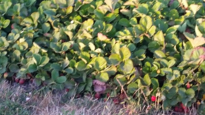 blurry photo I snapped this evening - it shows that there are still ripe strawberries on the west side of the bed