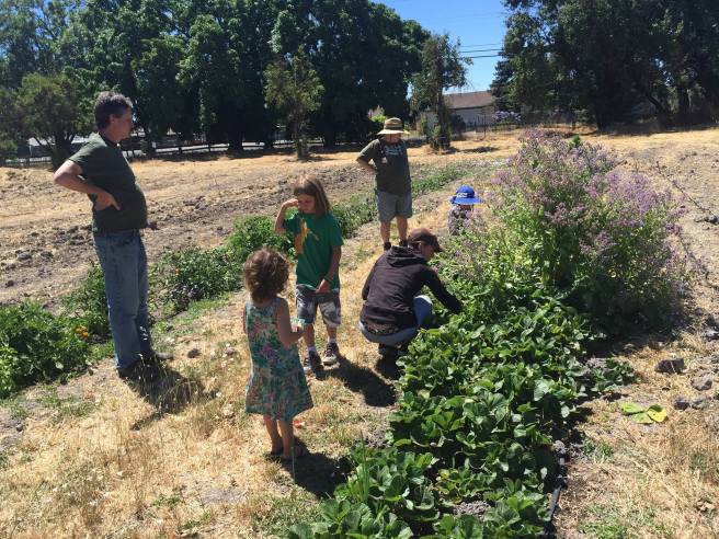 A bunch of us in the strawberries. I am in the dark green at the back, T is in the blue hat, and Z is in front of the left. This really shows how close the tomatoes, peppers, and eggplants are to the strawberries.