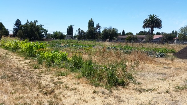 A view from the northeast corner of the garden