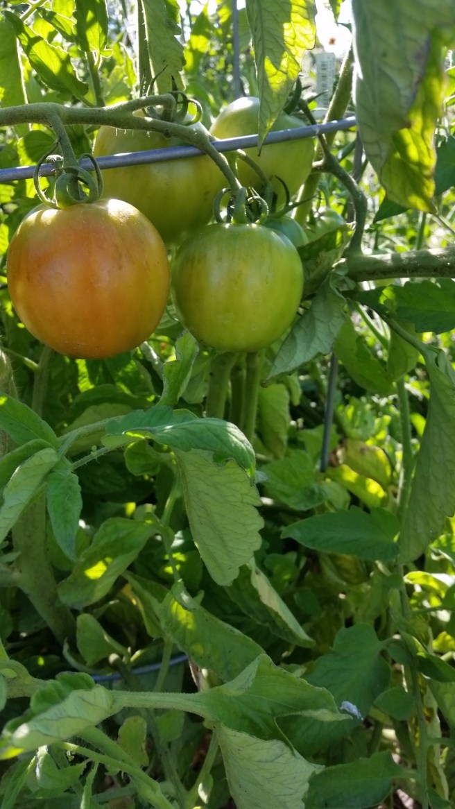 these might be orange tomatoes