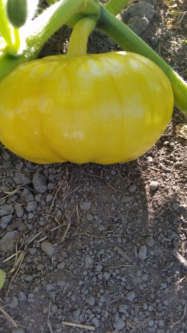 a small pumpkin that's growing in our garden