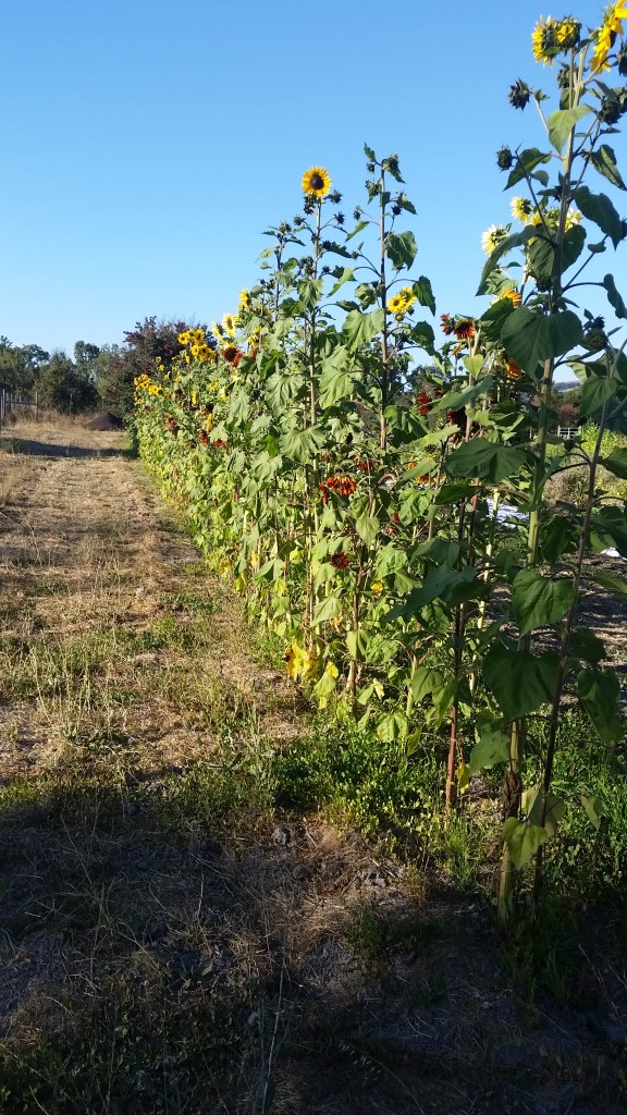 a 100-foot line of sunflower plants of varying heights - up to 10 feet - and colors