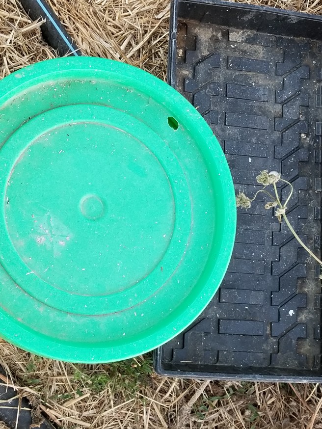Bucket and seedling tray that have ash on them from the fires
