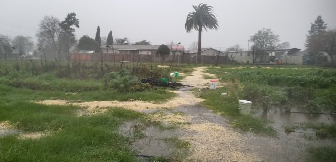 Some of the flooding on the northeast end of the garden Standing water inches deep in the garden